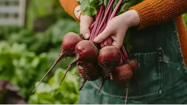 Growing beets at home: Tips for root and leaf harvests