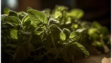 Growing basil at home: A fresh guide to year-round herbs