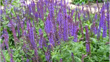 Salvia: The Perennial that Attracts Pollinators