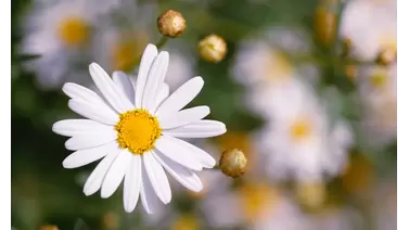 Shasta Daisy: A Simple Guide to Growing These Bright Blooms