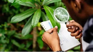 Identifying and treating common plant diseases: A complete grower's guide Identifying and treating common plant diseases: A complete grower's guide