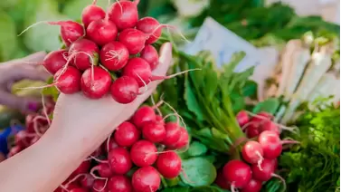 Radish growing tips: Quick and easy harvests at home