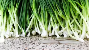 Growing scallions: Fresh, flavorful greens all year round