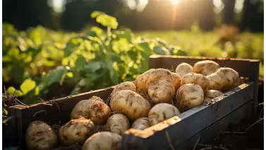 Growing potatoes at home: A step-by-step guide