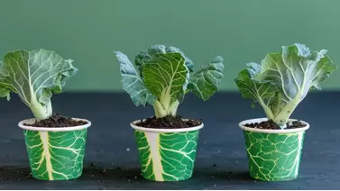 Kale growing guide: Fresh, nutritious greens all year round