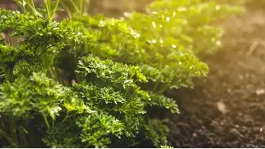 Parsley growing guide: Fresh flavor from your home garden