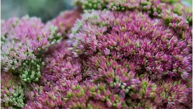 Sedum (Stonecrop): The Hardy Perennial for Dry Gardens