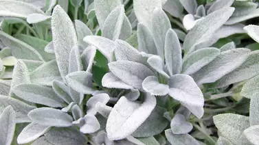 Lamb’s Ear: Soft and Silvery Perennial for Your Garden