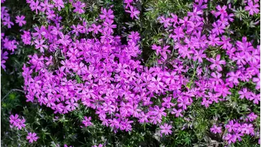 Creeping Phlox: A Vibrant Groundcover for Your Garden