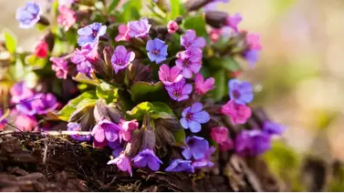 Pulmonaria (Lungwort): Early blooming perennial for shade