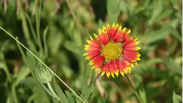 Blanket flower (Gaillardia): Bright, long-lasting blooms for your garden