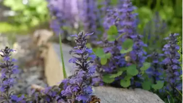 Russian Sage: A hardy perennial for sun-loving gardens