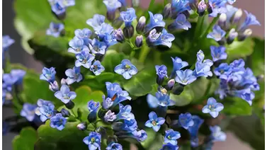 Brunnera (Siberian Bugloss): The ideal shade perennial