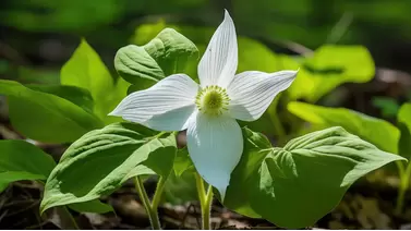 Trillium: A woodland beauty for your garden