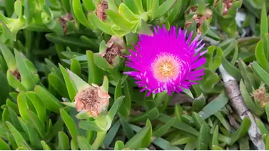 Ice plant: A colorful, drought-tolerant groundcover