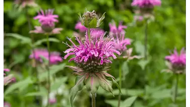 Bee Balm (Monarda): Attract pollinators to your garden