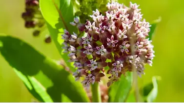 Milkweed: Essential for pollinators and wildlife