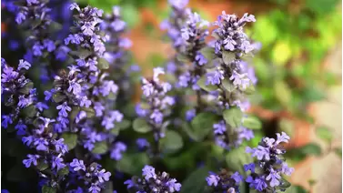 Catmint: A fragrant and hardy perennial for your garden