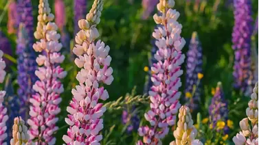 Lupines: Stunning vertical blooms for your garden