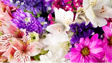 Top 10 stunning spring flowers to brighten your garden Top 10 stunning spring flowers to brighten your garden