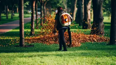 Best leaf removal methods for a clean, healthy lawn Best leaf removal methods for a clean, healthy lawn