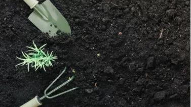 Organic weed and feed options for a chemical-free lawn care routine Organic weed and feed options for a chemical-free lawn care routine