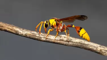 Top wasp sprays for quick and effective nest removal Top wasp sprays for quick and effective nest removal