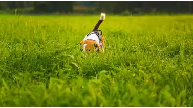 Best pet-safe weed killers for a chemical-free lawn Best pet-safe weed killers for a chemical-free lawn