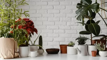 The best indoor planters for small spaces: Save room without sacrificing style The best indoor planters for small spaces: Save room without sacrificing style