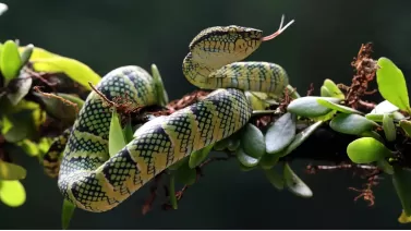 Best snake repellents for yard and garden: Natural and chemical options that work Best snake repellents for yard and garden: Natural and chemical options that work