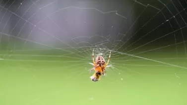 Best natural spider repellents to keep creepy crawlies away Best natural spider repellents to keep creepy crawlies away
