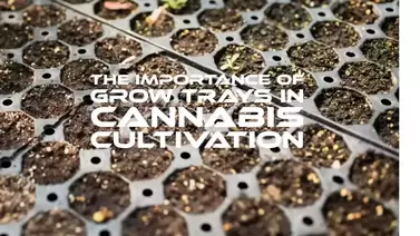 Grow Trays for Cannabis Cultivation