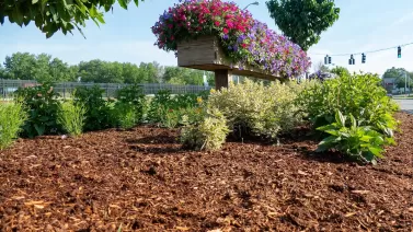Cedar mulch benefits and uses: A natural mulch for weed control and pest repellent Cedar mulch benefits and uses: A natural mulch for weed control and pest repellent