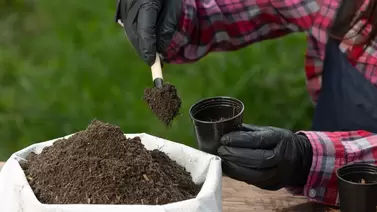Mushroom compost benefits and how to use it for thriving plants Mushroom compost benefits and how to use it for thriving plants