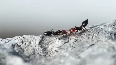 Top effective ant sprays for indoor and outdoor use Top effective ant sprays for indoor and outdoor use