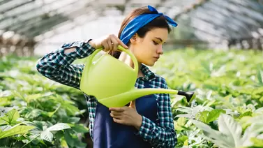 How to use Prodiamine for pre-emergent weed control: A complete guide How to use Prodiamine for pre-emergent weed control: A complete guide