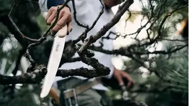 Best pruning saws for clean cuts on trees and shrubs Best pruning saws for clean cuts on trees and shrubs