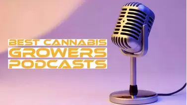 Cannabis Podcasters