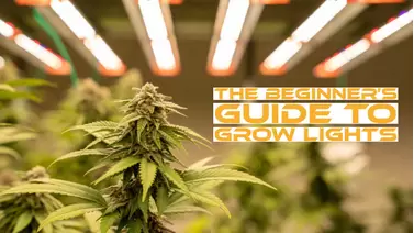 Beginner's Guide on How to Choose the Best Grow Lights for Indoor Plan -  Omysa