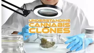 Understanding Cannabis Clones