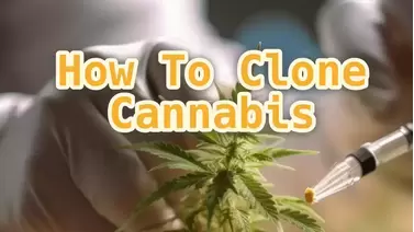 How To Clone Cannabis