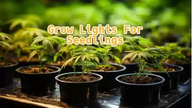 Grow Lights for Seedlings