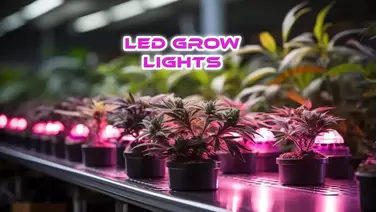Led Grow Lights