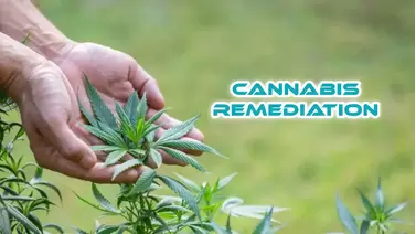 cannabis remediation