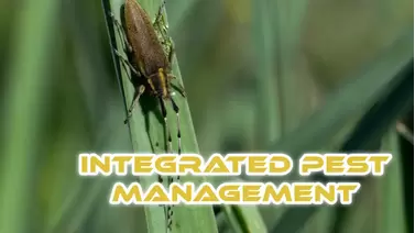 Integrated Pest Management