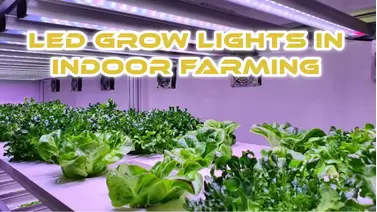 LED Grow Lights in Indoor Farming