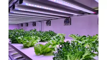 Led Grow Lights