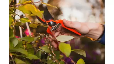 Role of Trimming in Greenhouse Cultivation