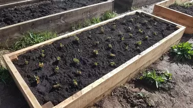 Best Raised Bed Soil