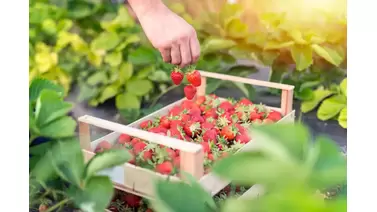 Growing hydroponic strawberries: A complete guide